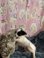 Romeo, a male Chihuahua for sale in Inman, SC – 4 of 6