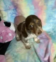 Ms. Fancy, a female Miniature Dachshund for sale in Inman, SC – 3 of 7