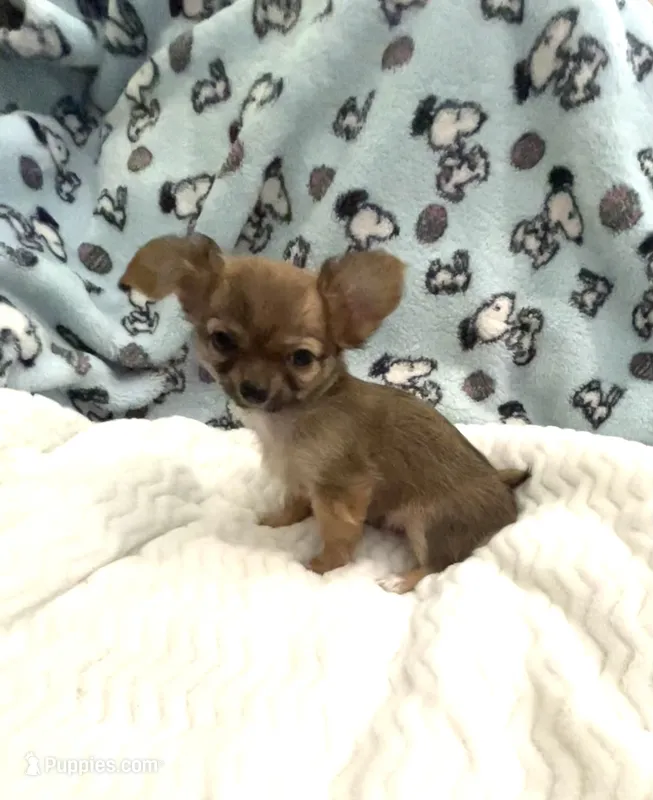 Tiny Little Bear – Chihuahua puppy for sale in Inman, SC