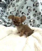 Tiny Little Bear, a male Chihuahua for sale in Inman, SC – 3 of 7