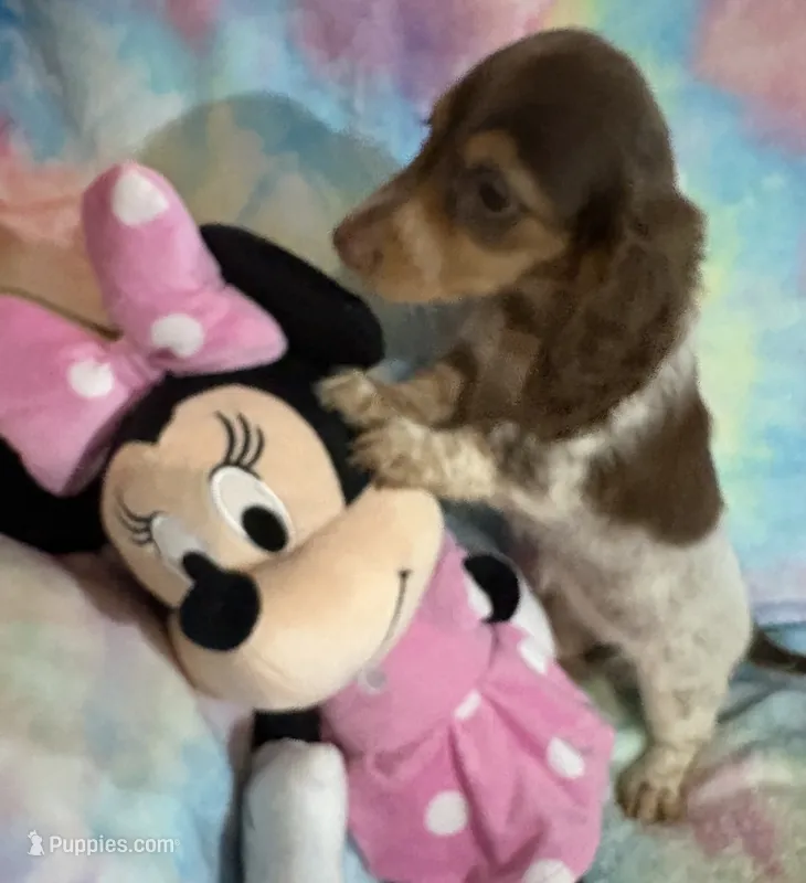 Ms. Fancy – Miniature Dachshund puppy for sale in Inman, SC
