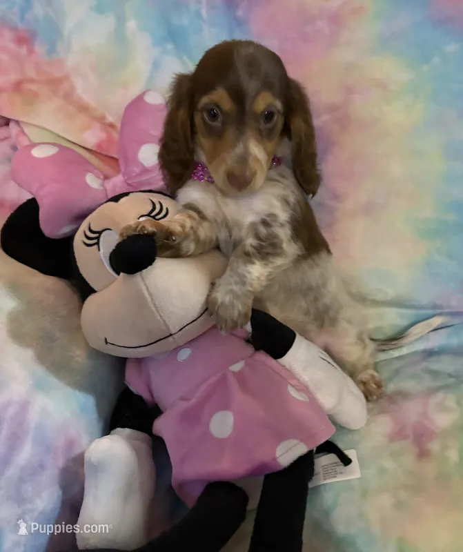 Ms. Fancy – Miniature Dachshund puppy for sale in Inman, SC