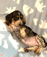 Mr. Coon Dog, a male Miniature Dachshund for sale in Inman, SC – 2 of 5