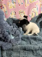 Rambo, a male Chihuahua for sale in Inman, SC – 4 of 5