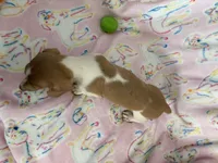 Lavender and White Mini Dachshund, a male Miniature Dachshund for sale in Inman, SC – 4 of 9