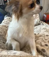 Bandit, a male Chihuahua for sale in Inman, SC – Photo 4 of 6