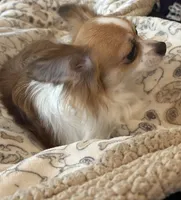 Bandit, a male Chihuahua for sale in Inman, SC – Photo 6 of 6