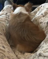 Bandit, a male Chihuahua for sale in Inman, SC – Photo 2 of 6