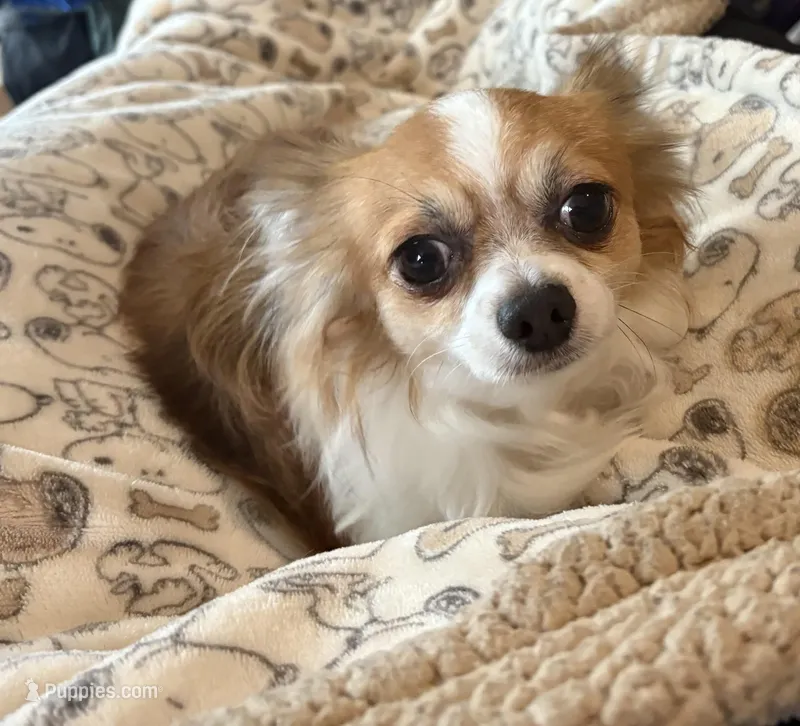 Bandit, a male Chihuahua for sale in Inman, SC – Photo 1 of 6