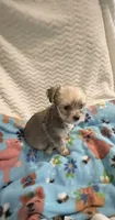 Prince Golden Sable, a male Yorkshire Terrier for sale in Inman, SC – 4 of 5