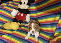 Mr Red, a male Miniature Dachshund for sale in Inman, SC – 1 of 5