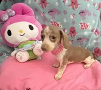 Lavender Rose, a female Miniature Dachshund for sale in Inman, SC – 2 of 7