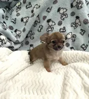 Tiny Little Bear, a male Chihuahua for sale in Inman, SC – 4 of 7