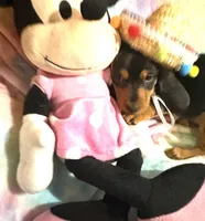 Ms. Tootsie, a female Miniature Dachshund for sale in Inman, SC – 5 of 6