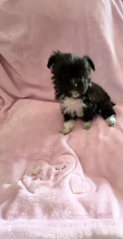 Tiny Princess Bootsy – Yorkshire Terrier puppy for sale in Inman, SC