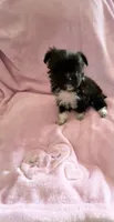 Tiny Princess Bootsy, a female Yorkshire Terrier for sale in Inman, SC – 1 of 3
