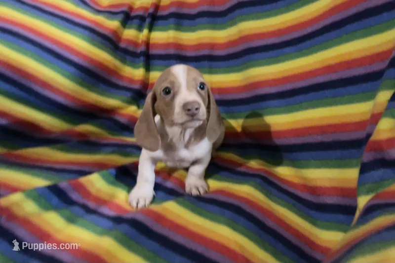 Mr.Lavender  – Miniature Dachshund puppy for sale in Inman, SC