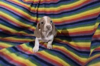 Mr.Lavender , a male Miniature Dachshund for sale in Inman, SC – 1 of 5