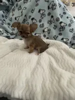 Tiny Little Bear (Pocket book baby), a male Chihuahua for sale in Inman, SC – 3 of 6