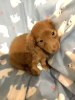 Mr. Lancelot, a male Miniature Dachshund for sale in Inman, SC – 2 of 7