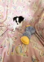 Romeo the smallest, a male Chihuahua for sale in Inman, SC – 4 of 5
