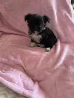 Tiny Princess Bootsy, a female Yorkshire Terrier for sale in Inman, SC – 3 of 3