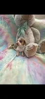 Sweet Daisy, a female Miniature Dachshund for sale in Inman, SC – 3 of 3