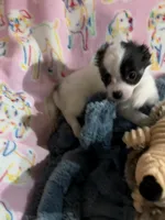 Romeo, a male Chihuahua for sale in Inman, SC – 2 of 6