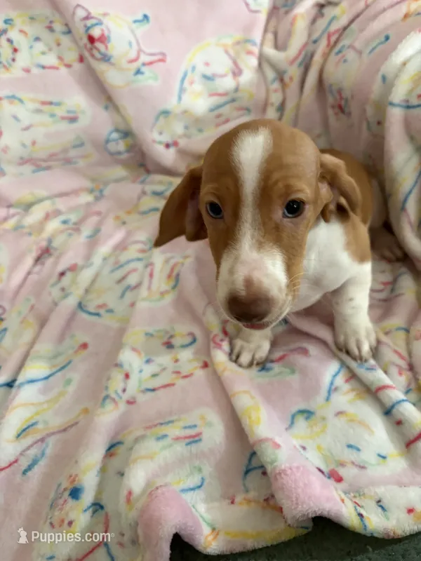 Blue and Green eyes Mini Dachshund.    – Miniature Dachshund puppy for sale in Inman, SC