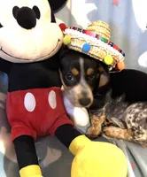 Mr. Coon Dog, a male Miniature Dachshund for sale in Inman, SC – 4 of 5