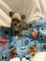 Prince Golden Sable, a male Yorkshire Terrier for sale in Inman, SC – 5 of 5