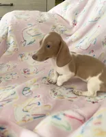 Lavender and White Mini Dachshund, a male Miniature Dachshund for sale in Inman, SC – 1 of 9