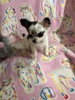 Little Teeny Tiny Diva, a female Chihuahua for sale in Inman, SC – 6 of 6