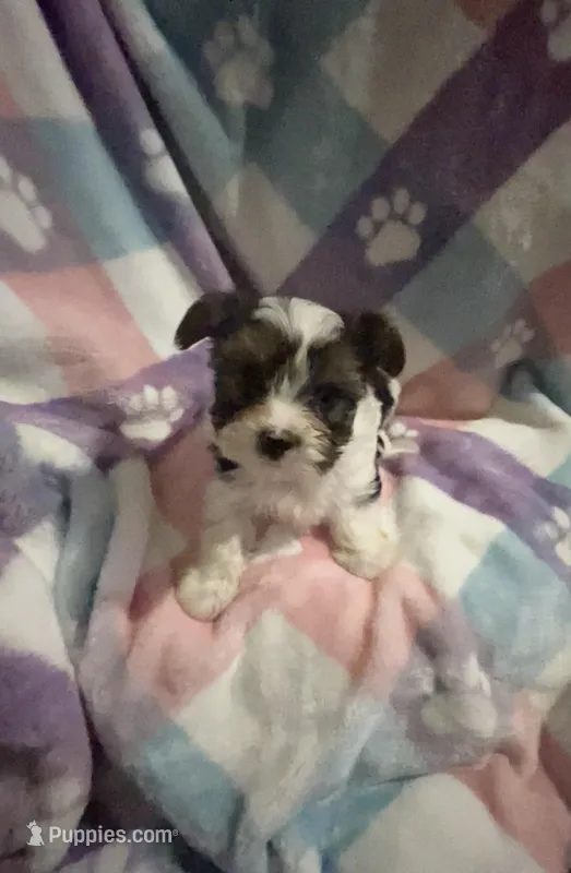 Little Snoopy – Morkie puppy for sale in Inman, SC