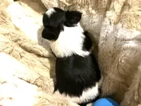 Little Snoopy, a male Morkie for sale in Inman, SC – Photo 3 of 6