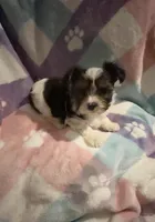 Little Snoopy, a male Morkie for sale in Inman, SC – Photo 3 of 7