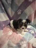 Little Snoopy, a male Morkie for sale in Inman, SC – Photo 6 of 7