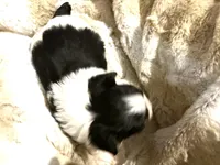 Little Snoopy, a male Morkie for sale in Inman, SC – Photo 4 of 6