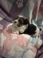 Little Snoopy, a male Morkie for sale in Inman, SC – Photo 7 of 7