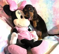 Ms. Tootsie, a female Miniature Dachshund for sale in Inman, SC – 6 of 6