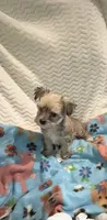 Prince Golden Sable, a male Yorkshire Terrier for sale in Inman, SC – 2 of 5