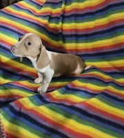 Mr.Lavender , a male Miniature Dachshund for sale in Inman, SC – 4 of 5