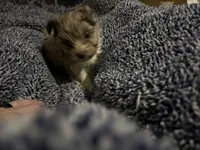 Lavender Chocolate Merle , a male Yorkshire Terrier for sale in Inman, SC – Photo 8 of 9