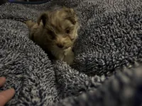 Lavender Chocolate Merle , a male Yorkshire Terrier for sale in Inman, SC – Photo 7 of 9