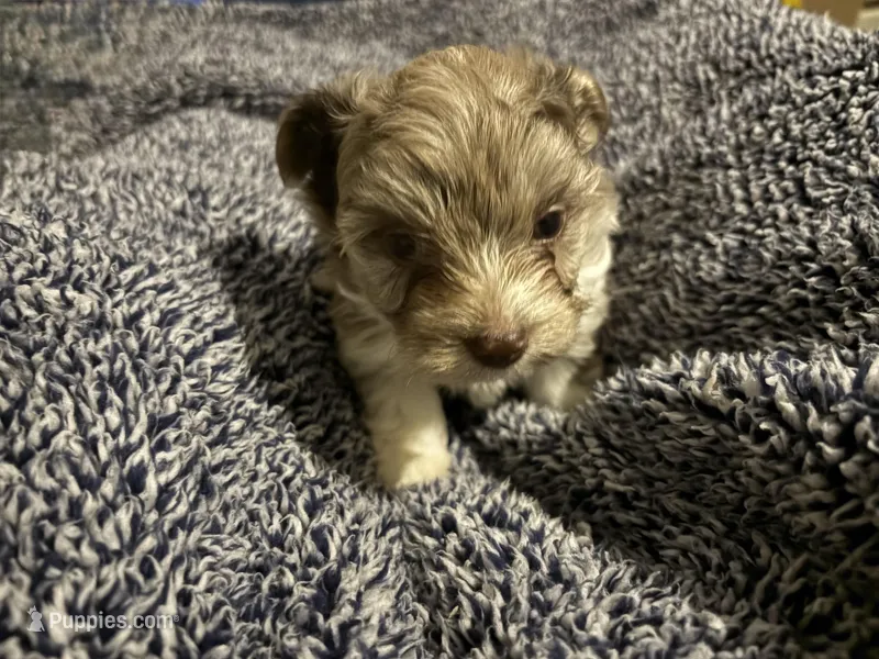 Lavender Chocolate Merle 1blue and 1brown eye – Yorkshire Terrier puppy for sale in Inman, SC