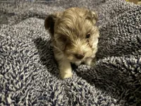 Lavender Chocolate Merle , a male Yorkshire Terrier for sale in Inman, SC – Photo 2 of 9