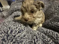 Lavender Chocolate Merle , a male Yorkshire Terrier for sale in Inman, SC – Photo 4 of 9