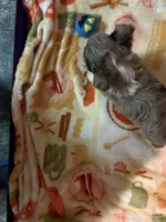 Lavender Chocolate Merle , a male Yorkshire Terrier for sale in Inman, SC – Photo 9 of 9