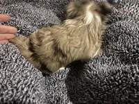 Lavender Chocolate Merle , a male Yorkshire Terrier for sale in Inman, SC – Photo 3 of 9