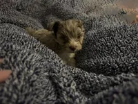 Lavender Chocolate Merle , a male Yorkshire Terrier for sale in Inman, SC – Photo 6 of 9